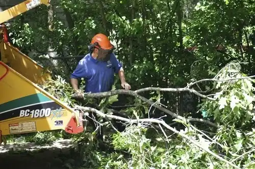 tree services Burkesville